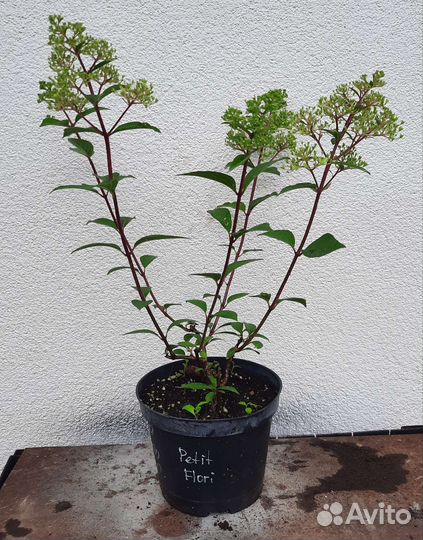 Гортензии Petit Flori, Petit Cherry