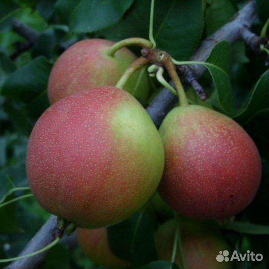 Груша летняя Красуля