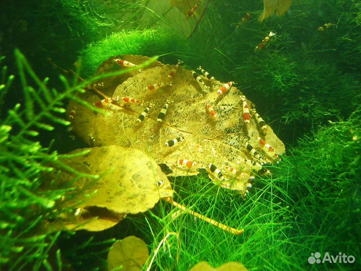 Креветка Кристалл