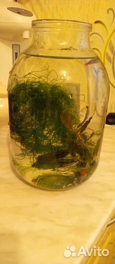 Аквариум