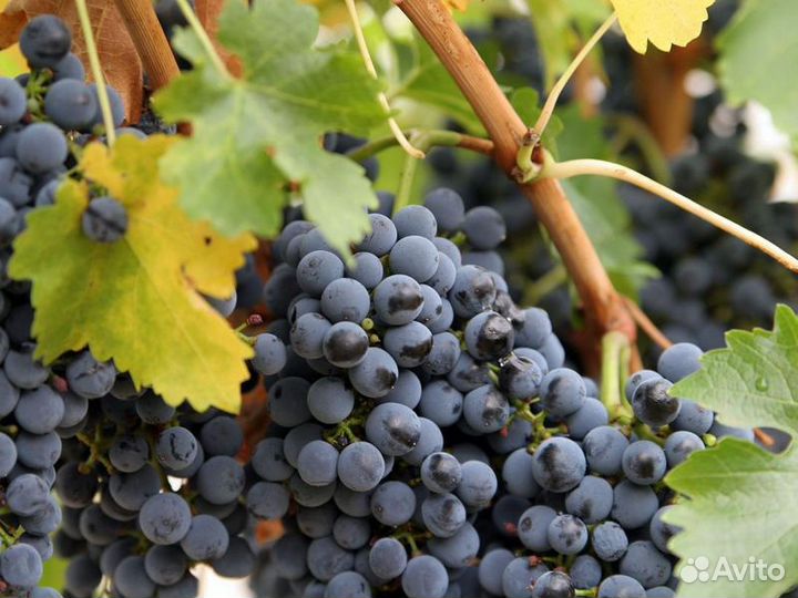 Экскурсия — Тбилиси — Кахетия — сокровищница грузи