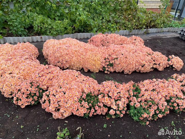 Хризантемы мультифлора