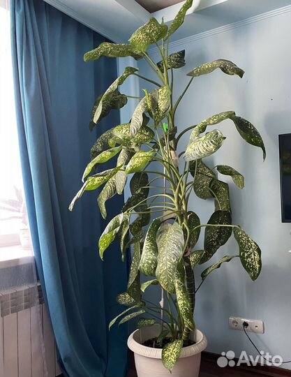 Диффенбахия 2 метра