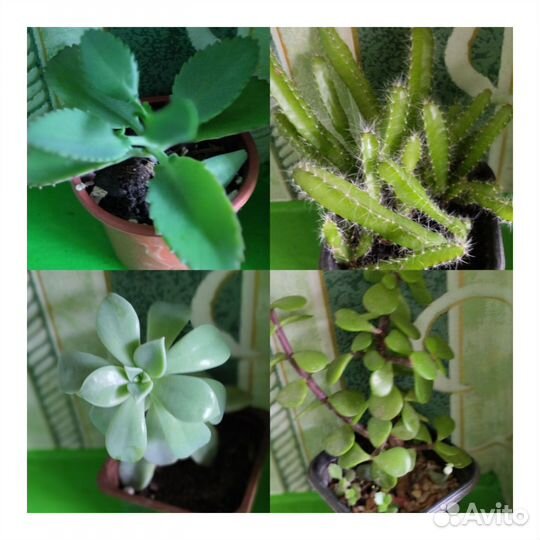Кактусы и суккуленты
