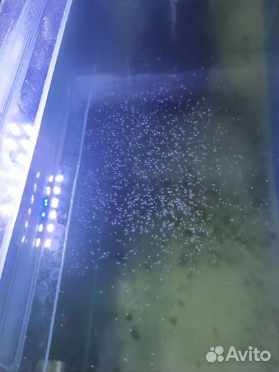 Корма для рыбок