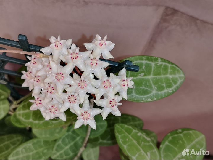 Хойя эклиптика