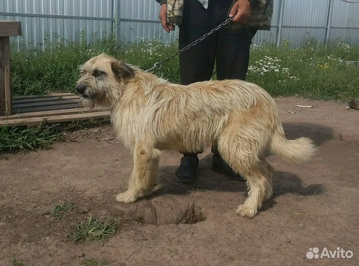 Злата, сука