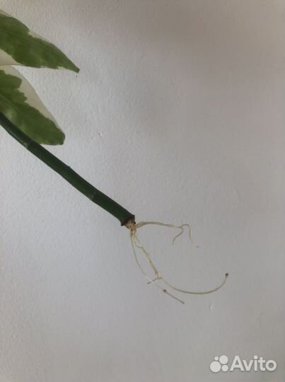 Педилантус