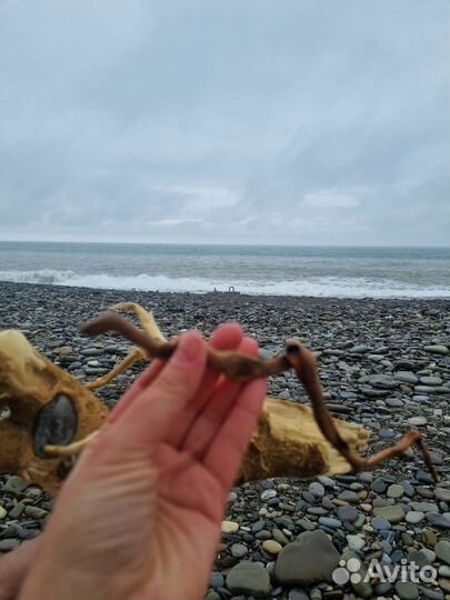 Коряга дрифтвуд