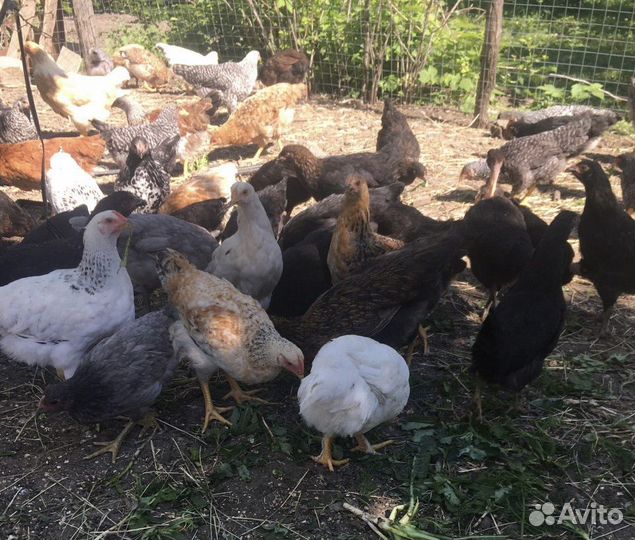 Цыплята несушки