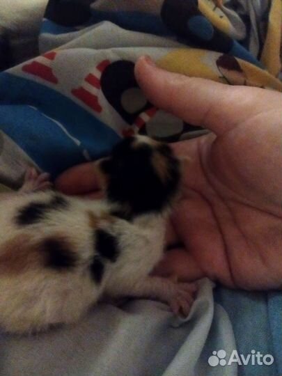 Трехцветный котенок