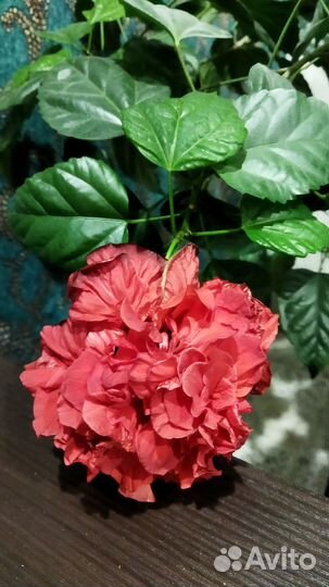 Гибискус китайская роза