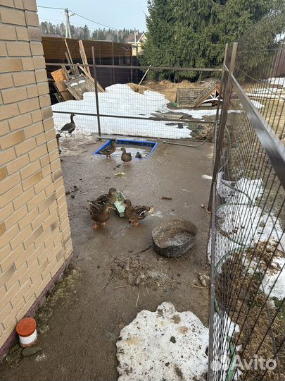 Подсадная кряковая утка