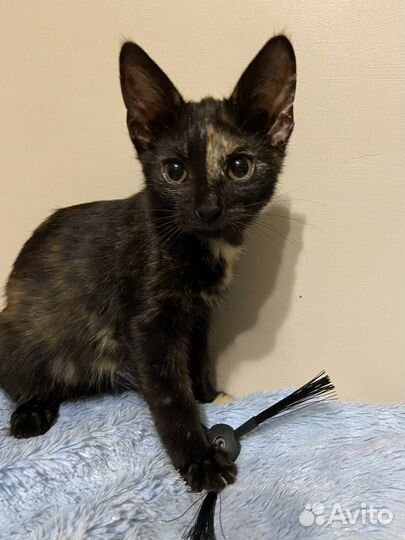 Котенок Рикки