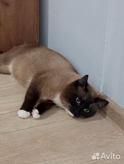 Тайский кот
