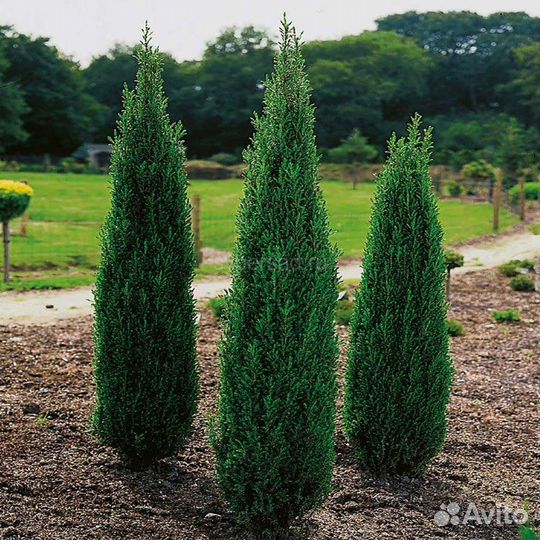 Саженцы хвойных