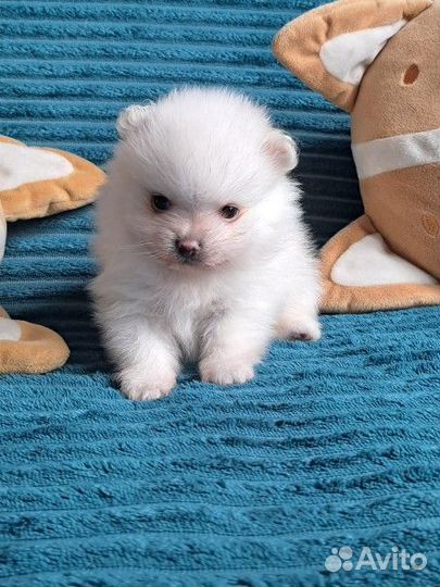 Белые комочки шпица