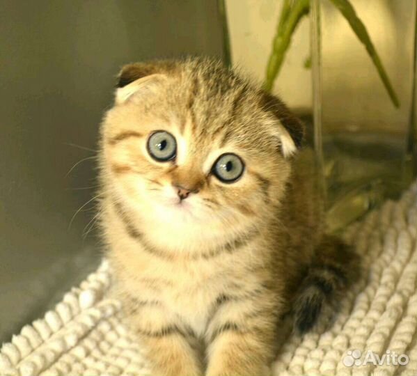 Шотландские Плюшевые котята Няшки-Милашки