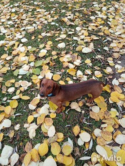 Такса мальчик вязка