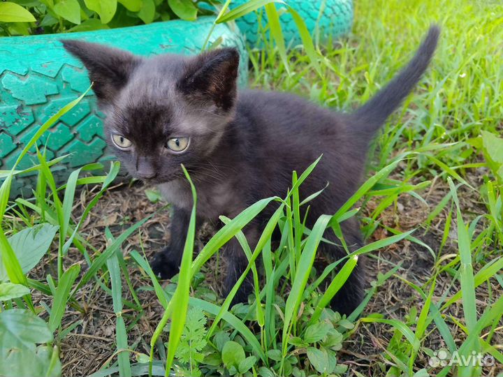 Котенок в дар бесплатно