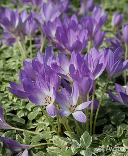 Саженцы для сада