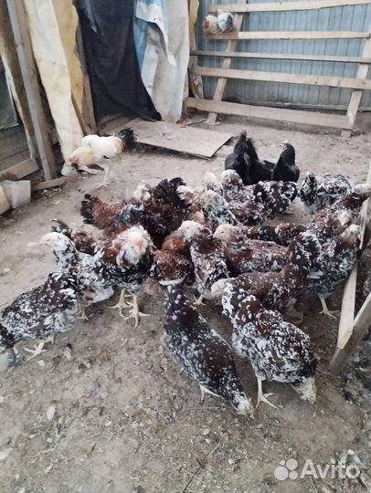 Породистые Куры и Петухи