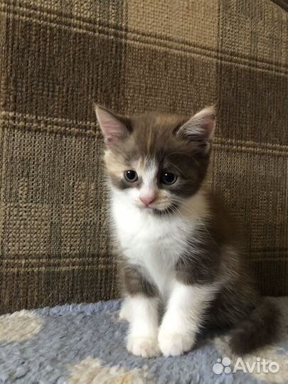 Котята бесплатно
