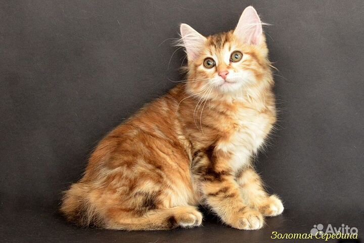 Золотая мраморная курилочка