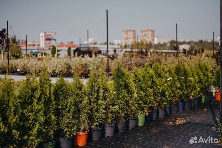 Туя смарагд