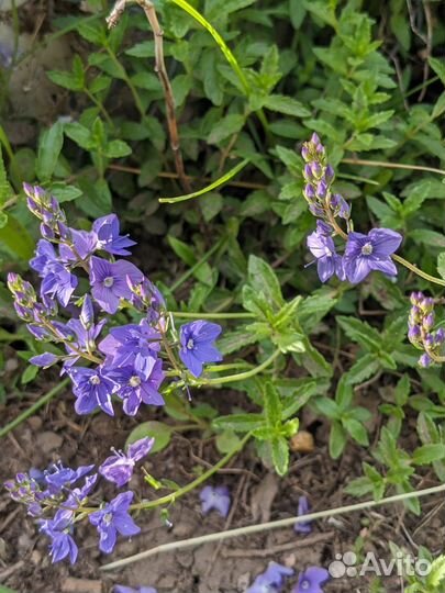 Почвопокровные растения