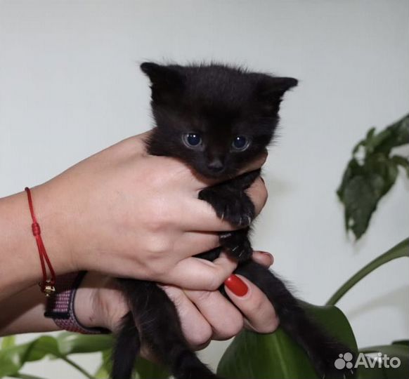 Котята в добрые руки даром
