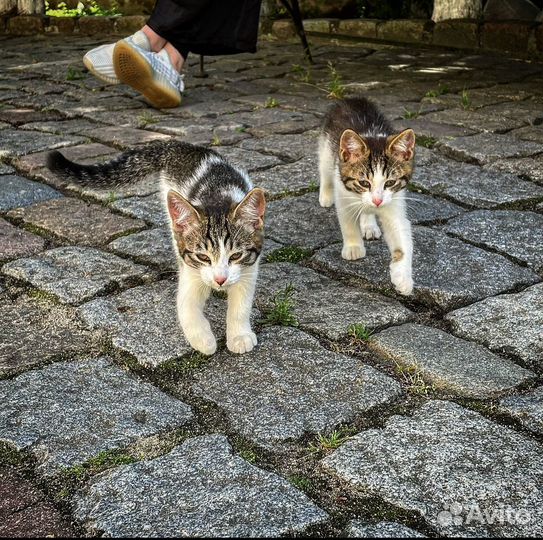 Котята в добрые руки бесплатно коты