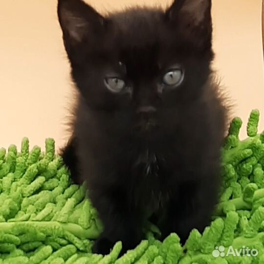 Кошечка манчкин стандарт