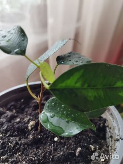 Фикус бенджамина денилайт (индиго)