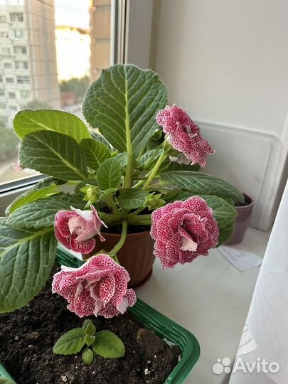 Глоксиния махровая