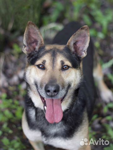 Бывшедомашний Боб ищет дом