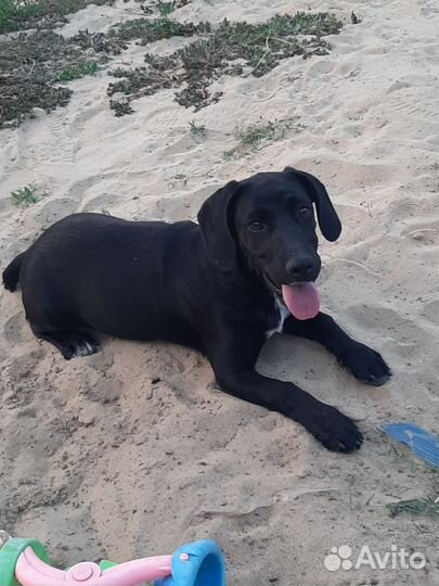 Собака в добрые руки