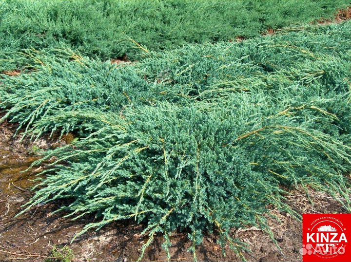 Можжевельник стелящийся опт