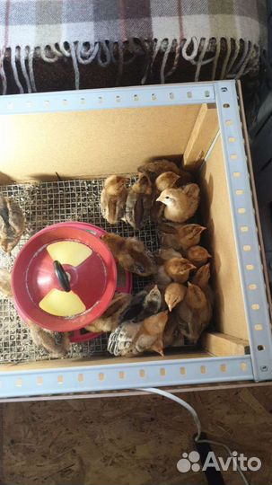 Яйцо инкубацию помесь