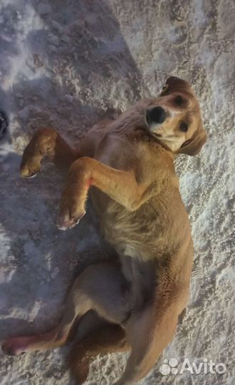 Отдаётся охотничья собака в добрые руки