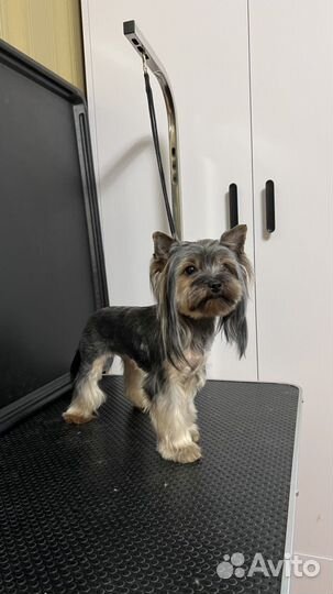 Груминг, стрижка собак и кошек