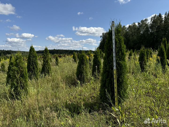 Туи смарагд брабант