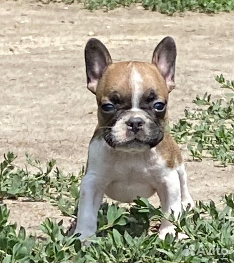 Французы карапузы