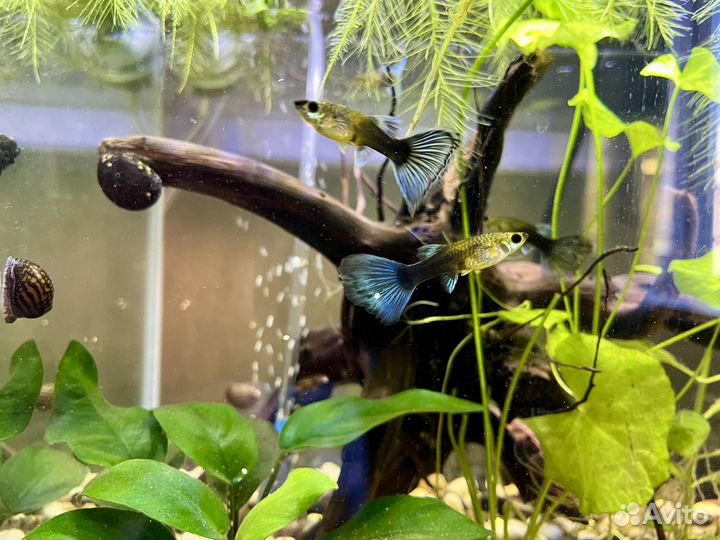 Рыбки Гуппи