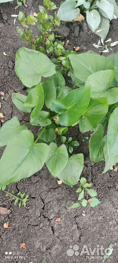 Каллы комнатные