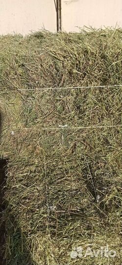 Сено в квадратных тюках