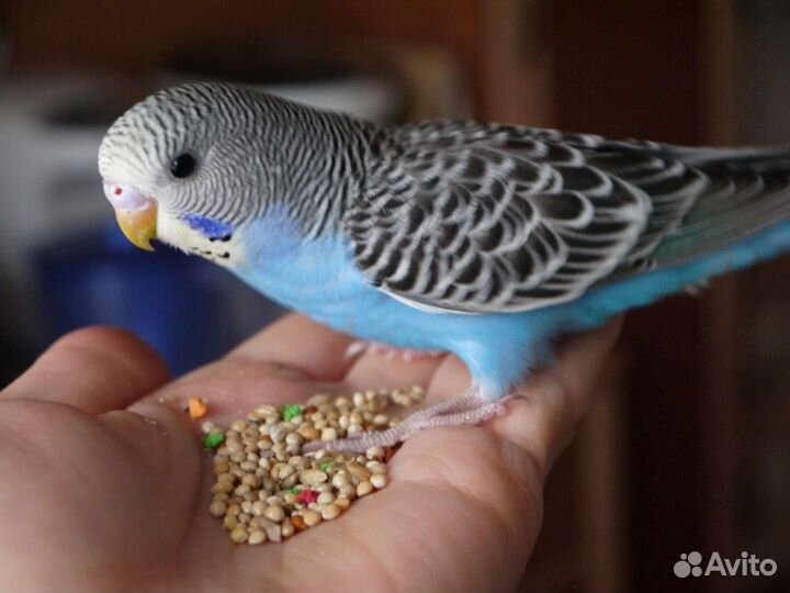 Передержка попугаев