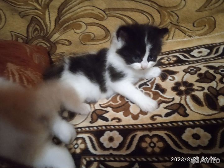 Кошки в добрые руки