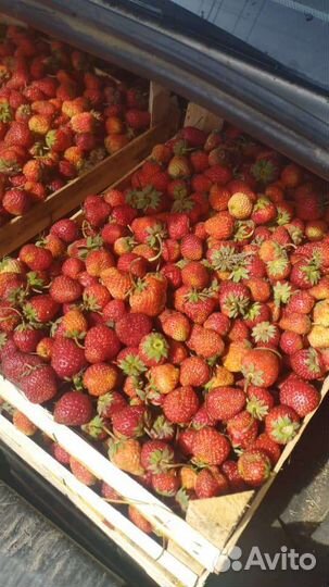 Клубника сорт Любава из Киргизии