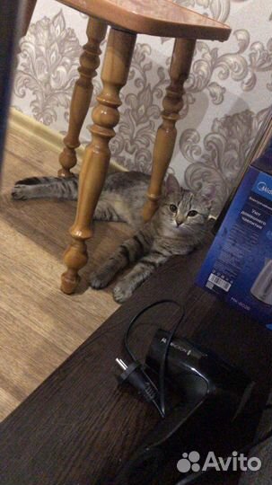 Домашние животные